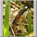 Sargus bipunctatus - Dungwaffenfliege 01.jpg